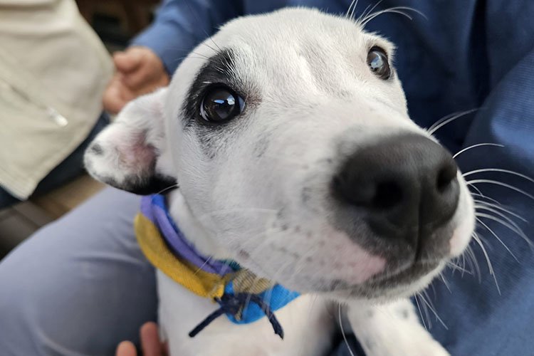 Venta de cachorros en garitas y vía pública está prohibida